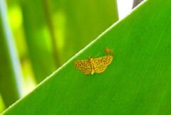 Polygrammodes eleuata