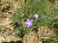 Campanula ramosissima