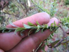 Baccharis bogotensis