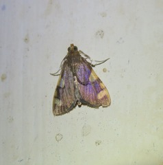 Rehimena infundibulalis