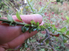 Baccharis bogotensis