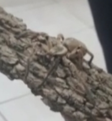 Polybetes pythagoricus