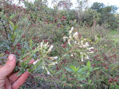 Baccharis bogotensis