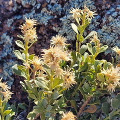 Ericameria cuneata