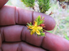 Hypericum juniperinum