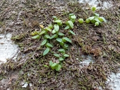 Bulbophyllum pygmaeum