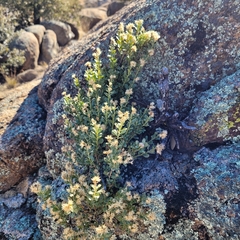 Ericameria cuneata