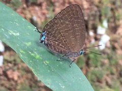 Arhopala pseudomuta