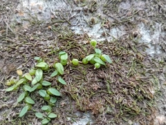 Bulbophyllum pygmaeum