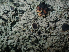 Phaeophyscia hirtella