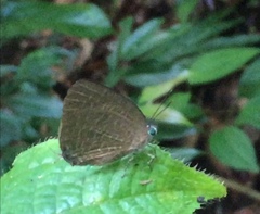 Arhopala
