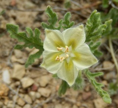 Chamaesaracha coniodes