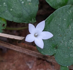 Geophila repens