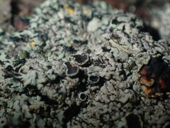 Phaeophyscia hirtella
