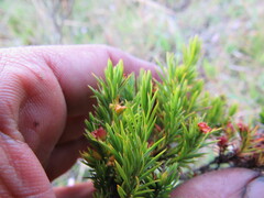 Hypericum juniperinum