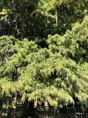 Taxodium distichum