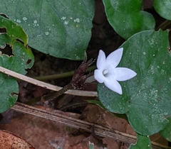 Geophila repens