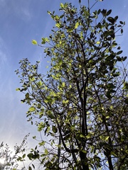 Arbutus menziesii