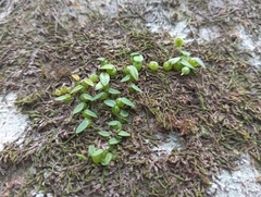 Bulbophyllum pygmaeum