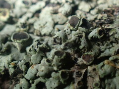 Phaeophyscia hirtella