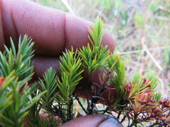 Hypericum juniperinum