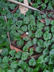 Geophila repens