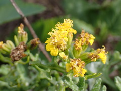 Eriophyllum staechadifolium