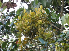 Dendrophthora clavata