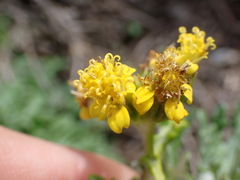 Eriophyllum staechadifolium