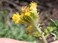 Eriophyllum staechadifolium