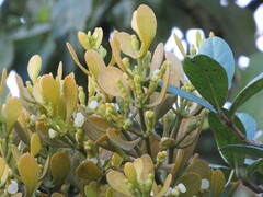 Dendrophthora clavata