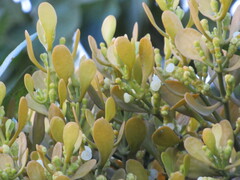 Dendrophthora clavata