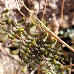 Pellaea truncata
