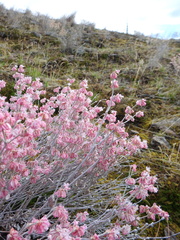 Eriogonum niveum
