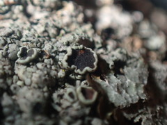 Phaeophyscia hirtella
