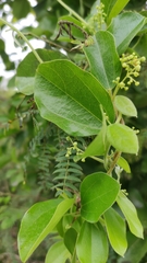 Cocculus orbiculatus