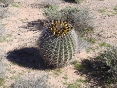Ferocactus emoryi