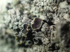 Phaeophyscia hirtella
