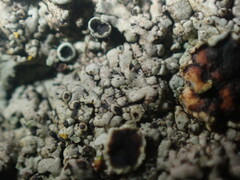 Phaeophyscia hirtella