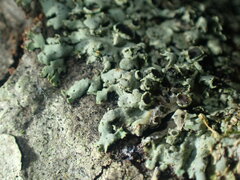 Phaeophyscia hirtella