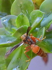 Polistes cavapyta