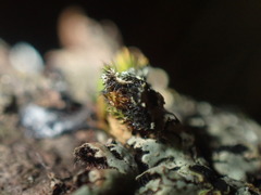 Phaeophyscia hirtella