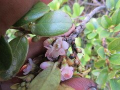 Symplocos theiformis