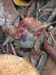 Haematoloecha nigrorufa