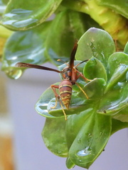 Polistes cavapyta