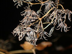 Thalictrum dasycarpum