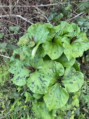 Trillium angustipetalum