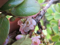 Symplocos theiformis