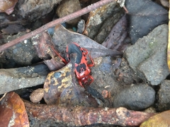 Haematoloecha nigrorufa