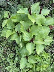 Trillium angustipetalum